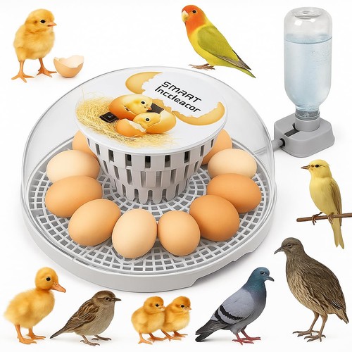 Egg incubator auto turn - egg,
